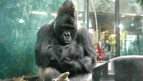 Gorilla insatisfecho